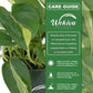 Pink Marble Philodendron - Live Starter Plants - Philodendron Erubescens Pink Marble - Beautiful Colorful Vining Indoor Houseplant