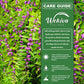American Beautyberry Bush - 1 Live Plant in a 4 Inch Growers Pot - Callicarpa Americana - Beautiful Edible Colorful Fruit Bearing Shrub