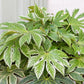 Speckled Spider Web Aralia - Live Plant in a 6 Inch Pot - Fatsia Japonica Spider - Speckled Aralia Indoor Outdoor Fast Growing Hardy Evergreen