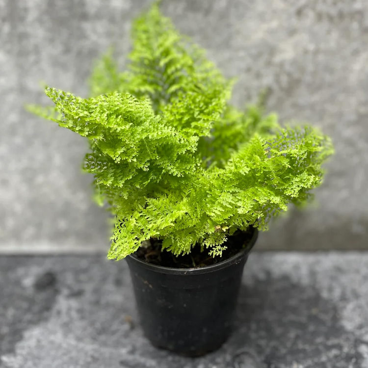 nephrolepis indoor plant Cotton Candy Fern - Live Plant in a 6 Inch Grower's Pot