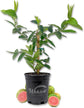 LM-IMAGE-111984675-
