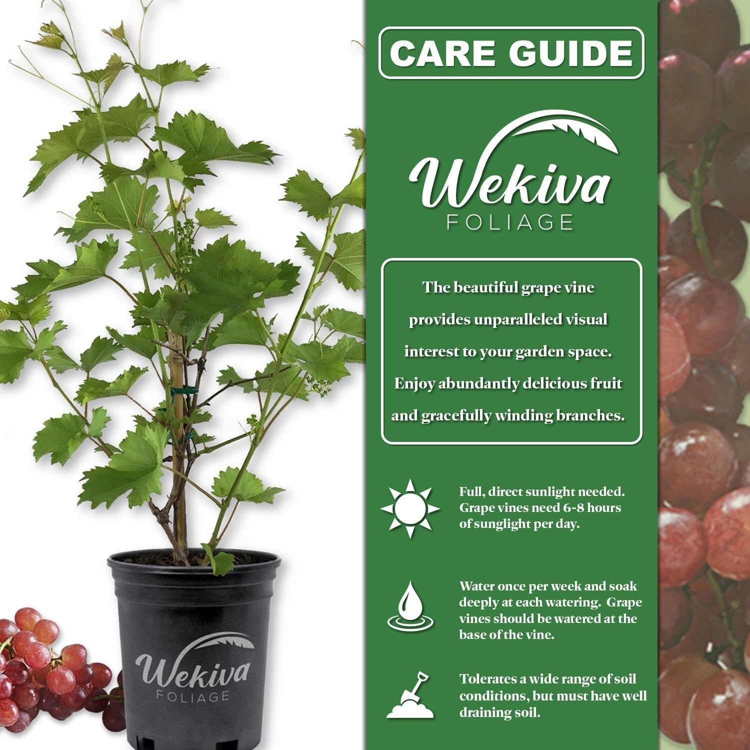 grape vine indoor plant Grape Vine Plant - Live Plant in a 6 Inch Growers Pot