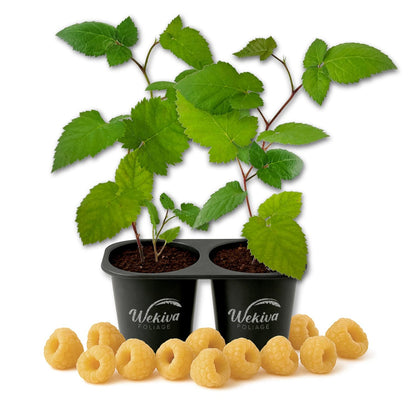 Raspberry Bush - 2 Live Starter Plants - Rubus - Edible Berry Bearing Bramble Shrub for Fruit Garden and Patio