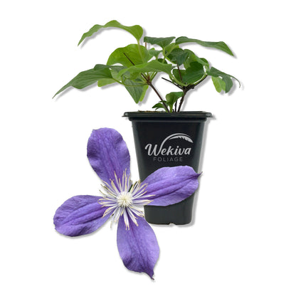 Clematis Arabella - Live Starter Plant in a 2 Inch Growers Pot - Starter Plants Ready for The Garden - Rare Clematis for Collectors