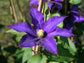 Clematis Daniel Deronda - Live Starter Plants in 2 Inch Growers Pots - Starter Plants Ready for The Garden - Rare Clematis for Collectors