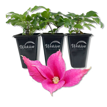 Clematis Princess Diana - Live Starter Plants - Beautiful Graceful Bell Shaped Pink Flowering Vine