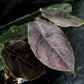 Red Mambo Alocasia - 1 Live Plant in a 4 Inch Pot - Alocasia Azlanii - Extremely Rare Indoor Houseplant