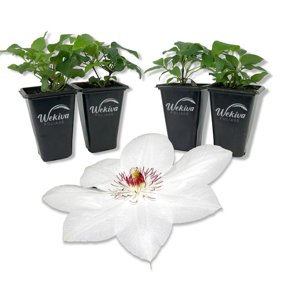 Clematis Miss Bateman - Live Starter Plants in 2 Inch Growers Pots - Starter Plants Ready for The Garden - Beautiful White Flowering Vine