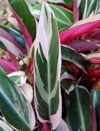 tricolor stromanthe prayer plant Tricolor Stromanthe Prayer Plant - Live Plant in an 4 Inch Pot