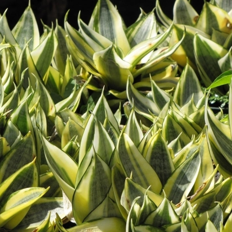 birdsnest snake plant care Birds Nest Snake Plant - Live Plants in 4 Inch Growers Pots