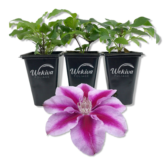 Clematis Kilian Donahue - 2 Live Starter Plants in 2 Inch Growers Pots - Starter Plants Ready for The Garden - Rare Clematis for Collectors