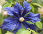 Clematis Durandii - Live Starter Plants in 2 Inch Growers Pots - Starter Plants Ready for The Garden - Rare Clematis for Collectors