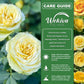 Saint Patrick Rose Bush - Live Starter Plants - Beautiful Colorful Hybrid Tea Rose - Versatile Beauty with Large Greenish to Golden Blooms