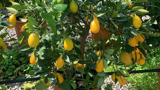 Limequat Tree - Live Plants in 1 Gallon Pots - Florida Only - Edible Hybrid and Fruit Bearing Citrus for Patio and Garden