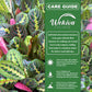 Red Maranta Prayer Plant - Live Starter Plants - Maranta Leuconeura &