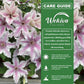 Clematis Ithemba - Live Starter Plants - Delicate Beautiful Classic Elegant Lavender Flowering Vine