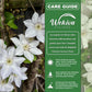 Clematis Guernsey Flute - Live Starter Plants in 2 Inch Growers Pots - Starter Plants Ready for The Garden - Rare Clematis for Collectors