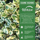 Triangle Ficus Tree - Live Starter Plants - Ficus Triangularis - Stunning Variegated Foliage Indoor Easy Care Houseplant