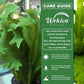 Fishtail Fern - 1 Live Plant in a 4 Inch Growers Pot - Microsorum Punctatum - Beautiful Textured Wavy Foliage Houseplant