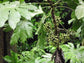 Snowflake Aralia - Live Starter Plants in 2 Inch Pots - Trevesia Sundaica -Indoor Outdoor Fast Growing Hardy Evergreen