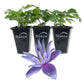 Clematis Alpina Blue Dancer - Live Starter Plants in 2 Inch Growers Pots - Starter Plants Ready for The Garden - Rare Clematis for Collectors