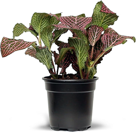 Pink Fittonia Nerve Plant - Live Plants in a 2 Inch Growers Pot - Fittonia Albivenis - Nerve Plant with Striking Pink Veining – Compact Tropical Houseplant