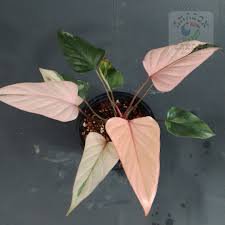 Pink Diamond Homalomena - 1 Live Plant in a 4 Inch Pot - Homalomena Aromatic - Extremely Rare Indoor Houseplant