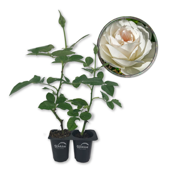 Iceberg Rose Bush - Live Starter Plants - Versatile and Beautiful Floribunda Rose Adds Color and Fragrance to Any Garden