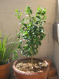 Bearss Lemon Tree - Live Plants in 1 Gallon Pots - Florida Only - Cannot Ship Out of Florida - Beautiful Fruit Tree for Patio and Garden
