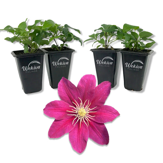 Clematis Acropolis - Live Starter Plants in 2 Inch Growers Pots - Starter Plants Ready for The Garden - Bold and Beautiful Dark Pink Flowering Vine