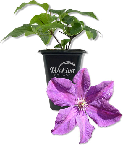 Clematis Etoile Violette - Live Starter Plants in 2 Inch Growers Pots - Starter Plants Ready for The Garden - Rare Clematis for Collectors