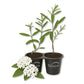Milkweed Plant - 2 Live Starter Plants - Asclepias - Perennial Florida-Native Wildflower Evergreen