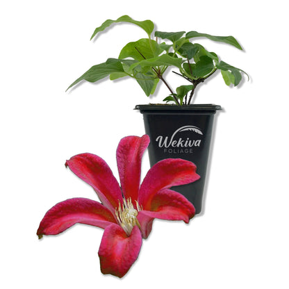 Clematis Gravetye Beauty - Live Starter Plants in 2 Inch Growers Pots - Starter Plants Ready for The Garden - Rare Clematis for Collectors