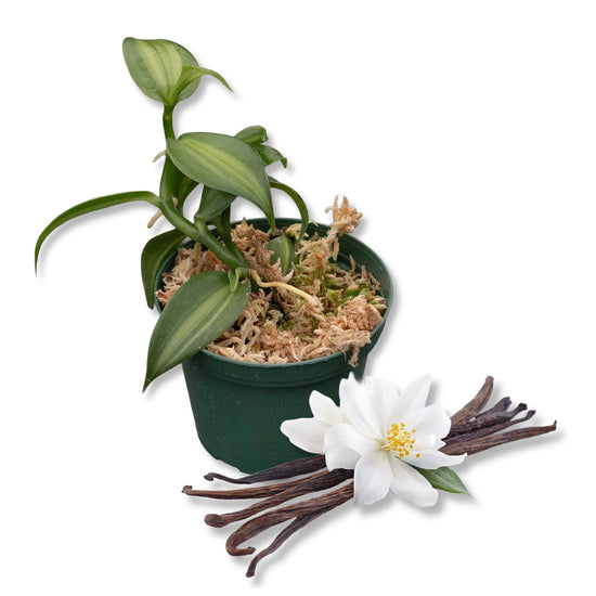 Vanilla Bean Plant - Live Starter Plants - Vanilla Planifolia - Exotic Vining Orchid for Home and Tropical Garden