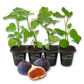 Fig Tree - 4 Live Starter Plants - Ficus Carica - Edible Fruit Tree for The Patio and Garden