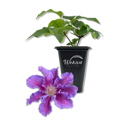 Clematis Baroness Fookes - Live Starter Plants - Beautiful Multi Colored Striped Lavender Flowering Vine