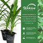 Pandan Plant - 3 Live Starter Plants - Pandanus Amaryllifolius - Fragrant Flavor Sweet Edible Leaves