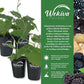 Blackberry Plant - 3 Live Starter Plants - Rubus - Edible Fruit Bearing Bush for Patio and Garden