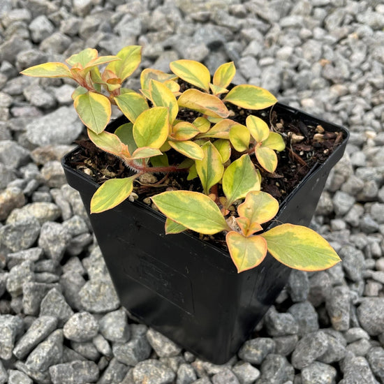 Golden Sunset Plant - Live Starter Plants - Lysimachia Congestiflora - Colorful Beautiful Trailing Cascading Easy Care