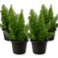 Foxtail Fern - Live Starter Plants - Asparagus Myersii