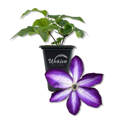 Clematis Venosa Violacea - Live Starter Plants in 2 Inch Growers Pots - Starter Plants Ready for The Garden - Rare Clematis for Collectors