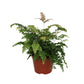 Bronze Venus Fern - Live Plant in a 6 Inch Grower&