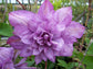 Clematis Proteus - Live Starter Plants in 2 Inch Growers Pots - Starter Plants Ready for The Garden - Beautiful Lilac Flowering Vine