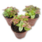 Tricolor Polka Dot Plant - Live Plants in 2 Inch Growers Pots - Hypoestes Phyllostachya - Compact Colorful Tropical Beauty Mosaic Foliage