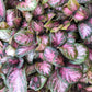Purple Rain Episcia - Live Starter Plants - Episcia Cupreata
