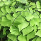 Silver Dollar Fern - Live Starter Plants - Adiantum Peruvianum - Rare and Exotic Beautiful Clean Air Indoor Houseplant Ferns