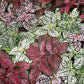 Tricolor Polka Dot Plant - Live Plants in 2 Inch Growers Pots - Hypoestes Phyllostachya - Compact Colorful Tropical Beauty Mosaic Foliage