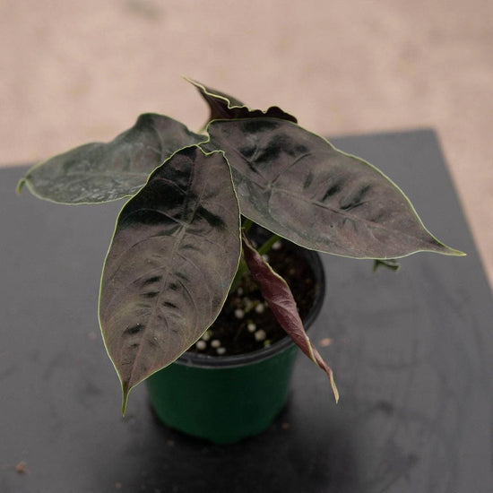 Red Mambo Alocasia - 1 Live Plant in a 4 Inch Pot - Alocasia Azlanii - Extremely Rare Indoor Houseplant