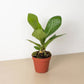 Cobra Anthurium - Live Starter Plants - Anthurium Bonplandii Guayanum - Bold Striking Structural Houseplant