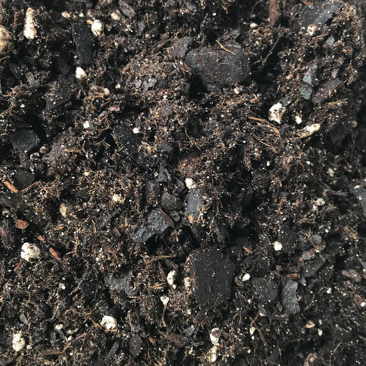 syngonium potting mix recipe Syngonium Growing Soil Mix – Custom Soil Blend – Potting Mix for Syngo – Wekiva Foliage